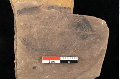 Foto (Detailsansicht) von Quercus palaeoilex Ettingshausen (NHMW-GEO-2024-0188-0945)